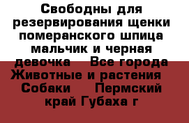 Свободны для резервирования щенки померанского шпица мальчик и черная девочка  - Все города Животные и растения » Собаки   . Пермский край,Губаха г.